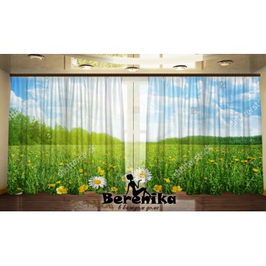 Панорама Поле ромашок