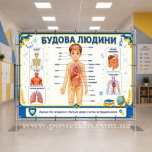 Банер Будова людини Банер Будова людини